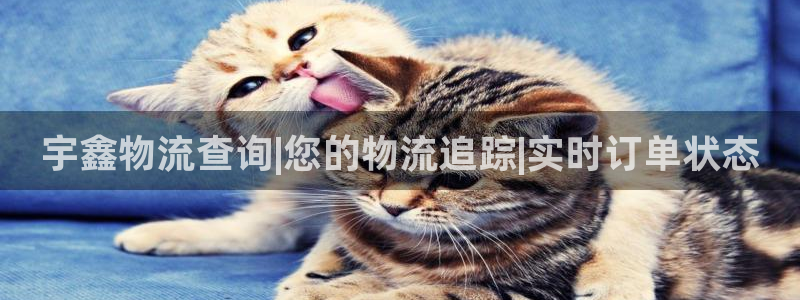 28圈预测