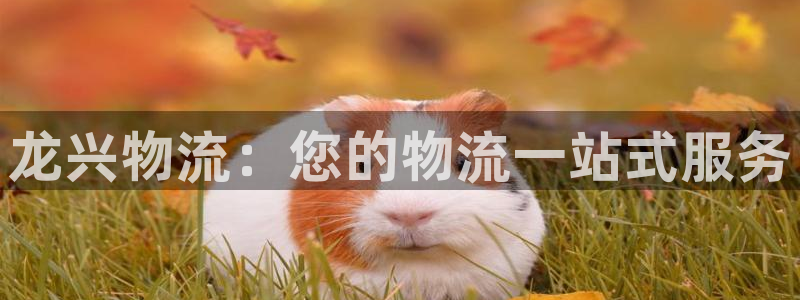 28圈女王中奖记录查询