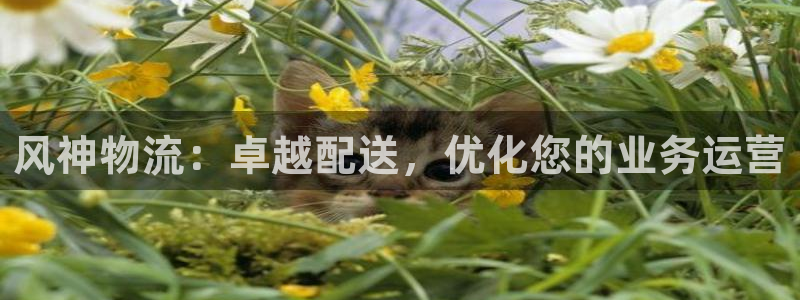 28圈充值不处理会怎么样：风神物流：