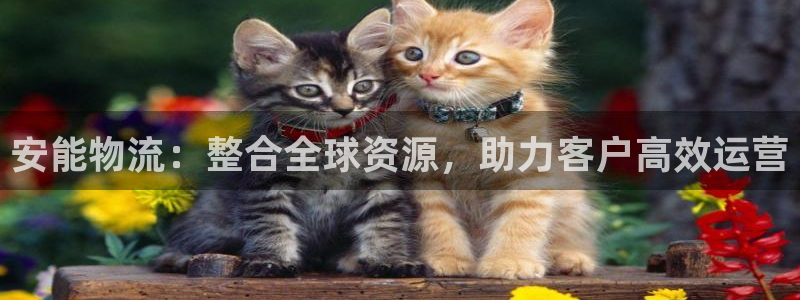 28圈预测加拿大师准：安能物流：整合全球资源，助力客户高效运
