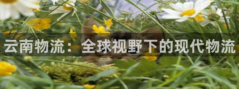 28圈在线预测官网